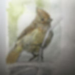Titmouse Study