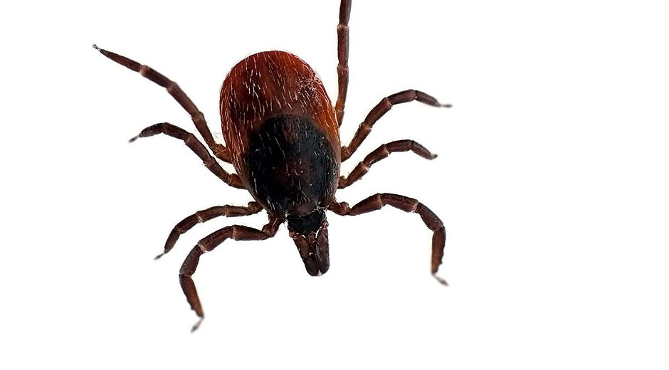 Ticks.jpg