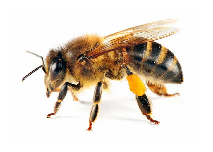 Termite1.png