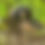 Thumbnail: Bird Feeder Stake with 150mm Shallow Dish