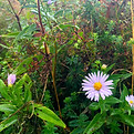 Purple flower in tall grass.