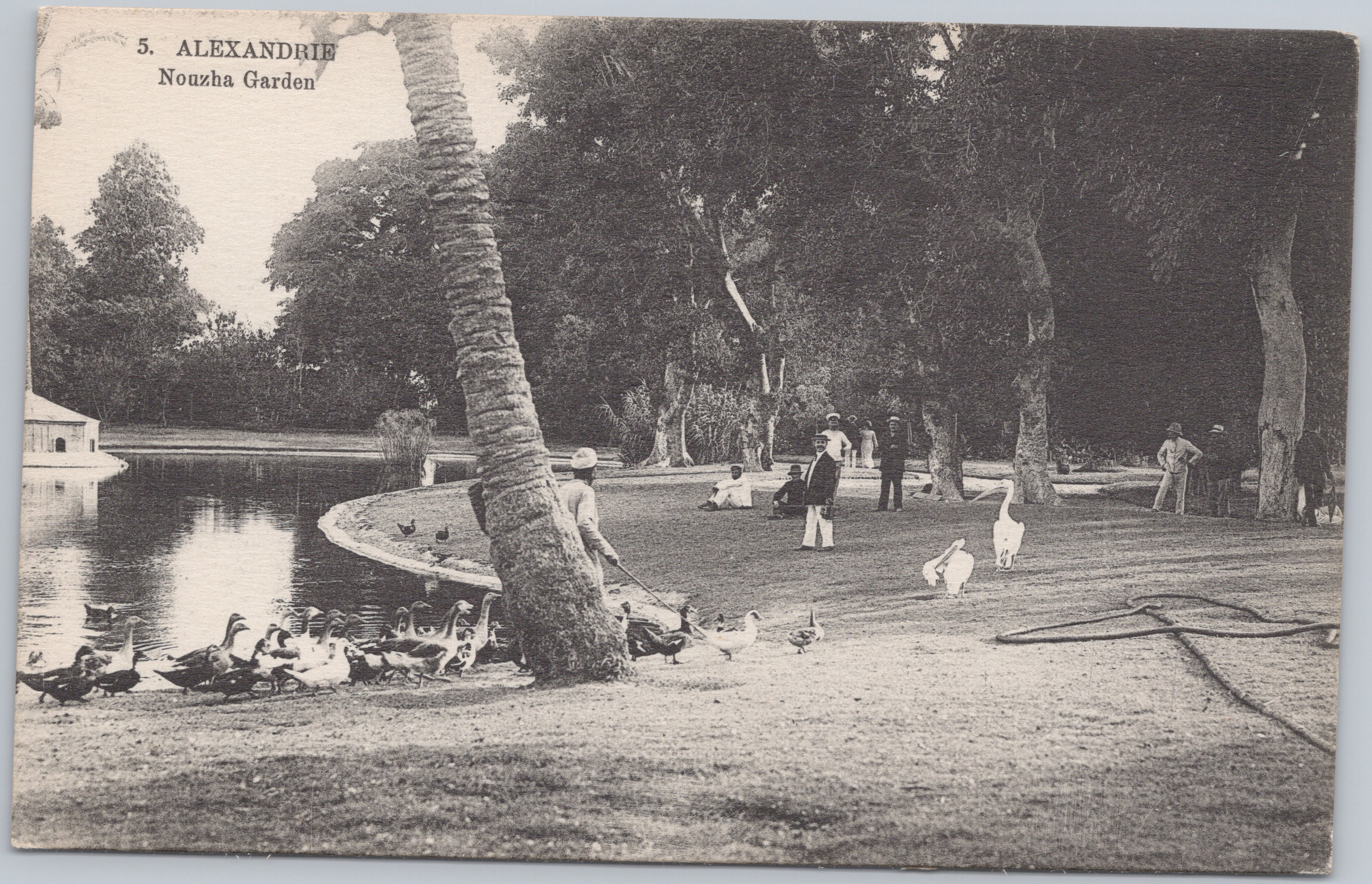 PC02 PC02196 – Nouzha Garden, Alexandria, with Ducks and Palm Trees