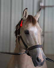 Red light therapy horse