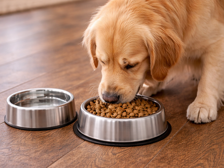 La relación real entre el piso SPC y las mascotas