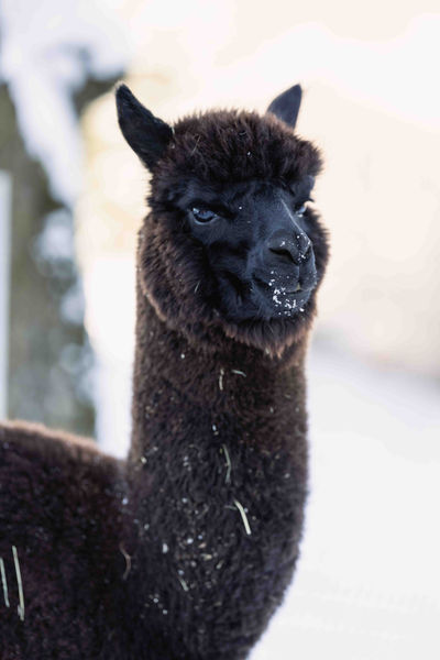 18 - 2026-01-16 Alpakas18.jpg