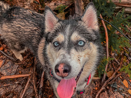 Training Methods That Could Be Holding You & Your Pup Back From Success