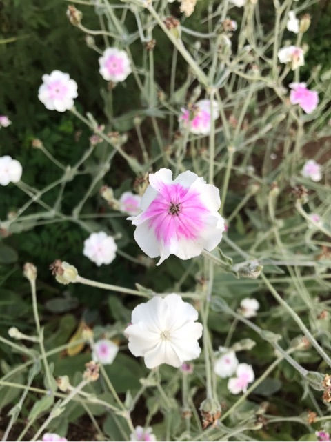 {5DF67D05-8E09-4CED-BD4F-04EFFB4B8456}