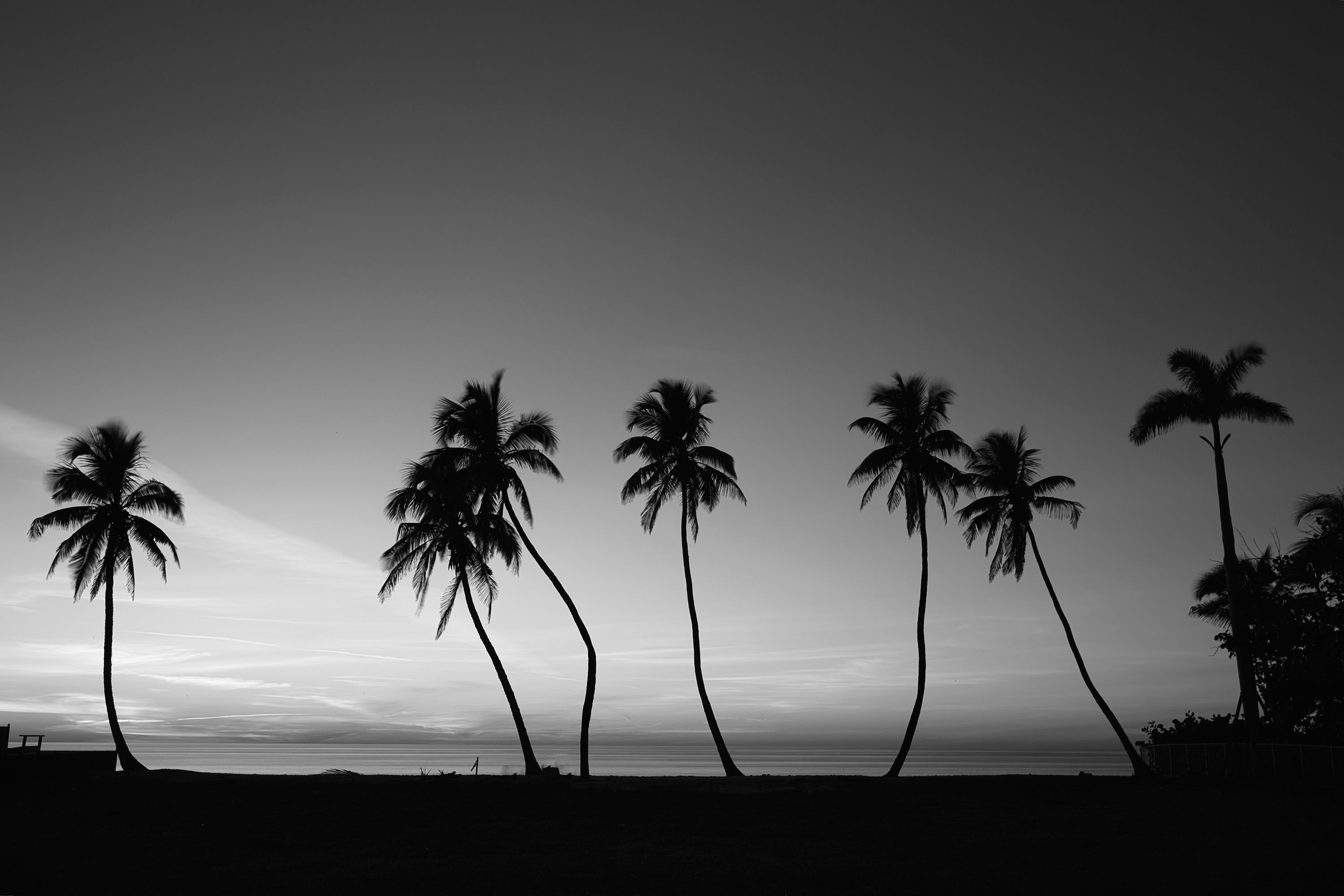Row Of Palms