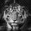 Thumbnail: Tiger