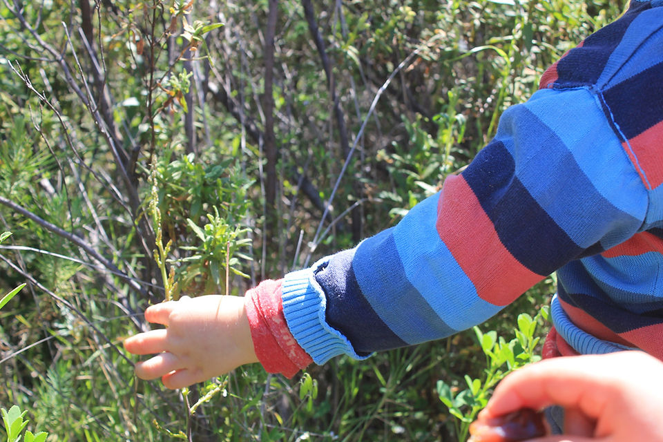 Asparagus Picking