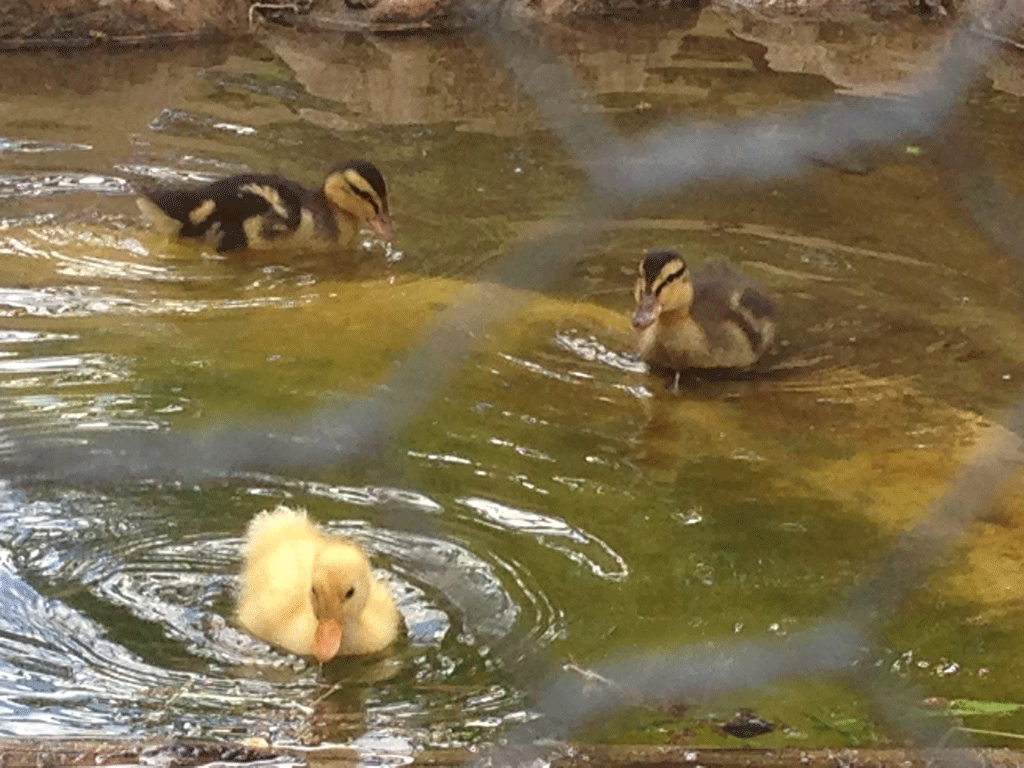 Spring is for Mothering