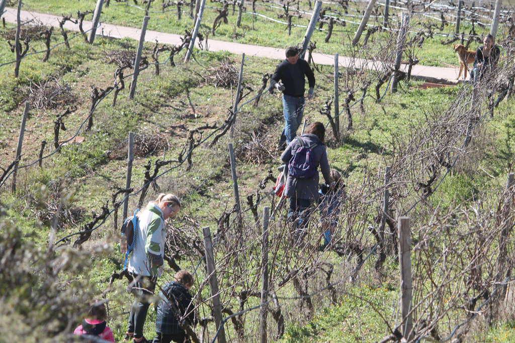 Pruning in the Winter Sun