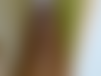 今日のアクティビティ