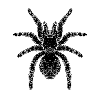 Tarantuala transparent.png
