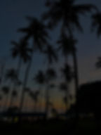 Tonsai Palms_edited.jpg