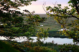 View from the trees over saltmarshes