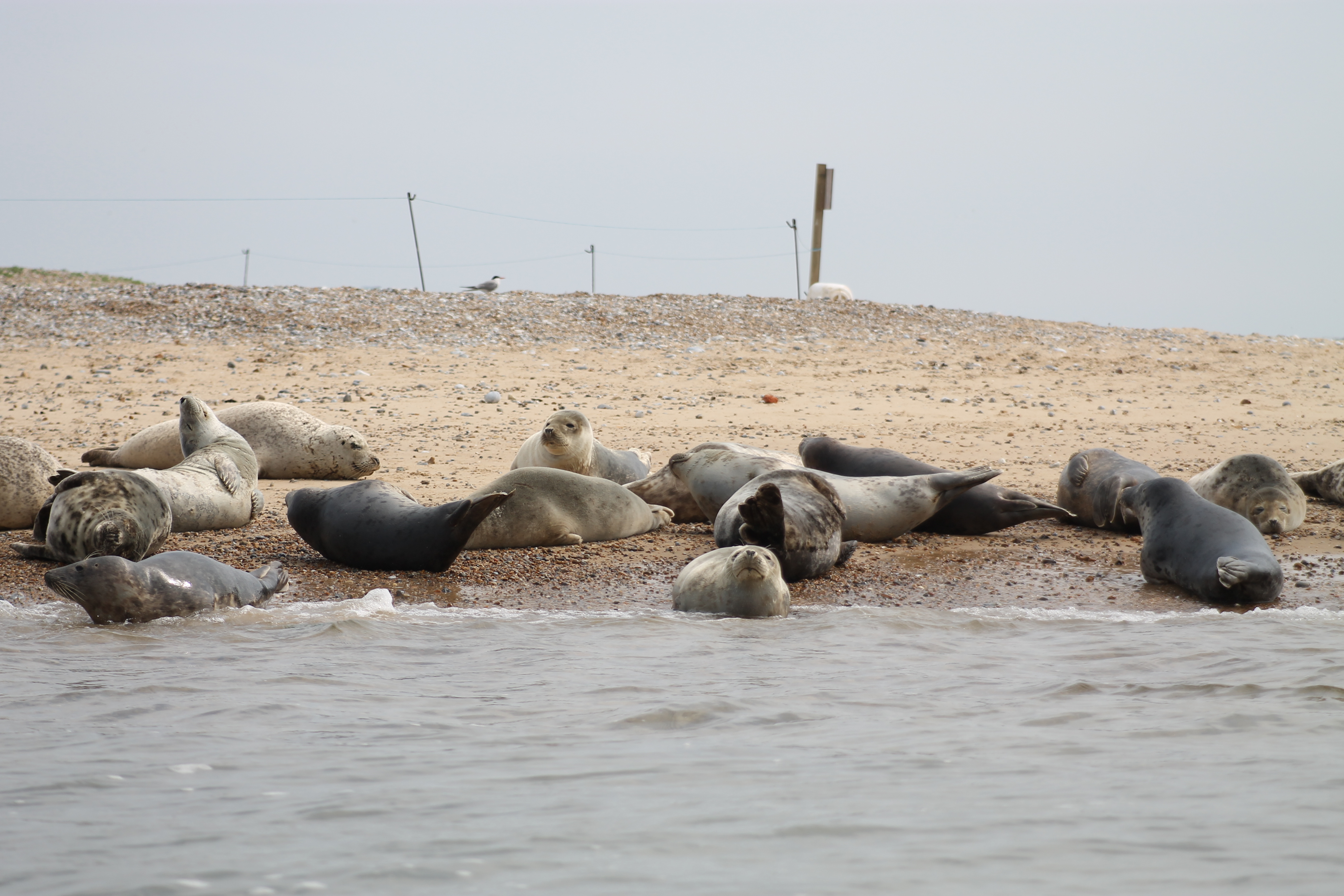Seals on Blakeney Point