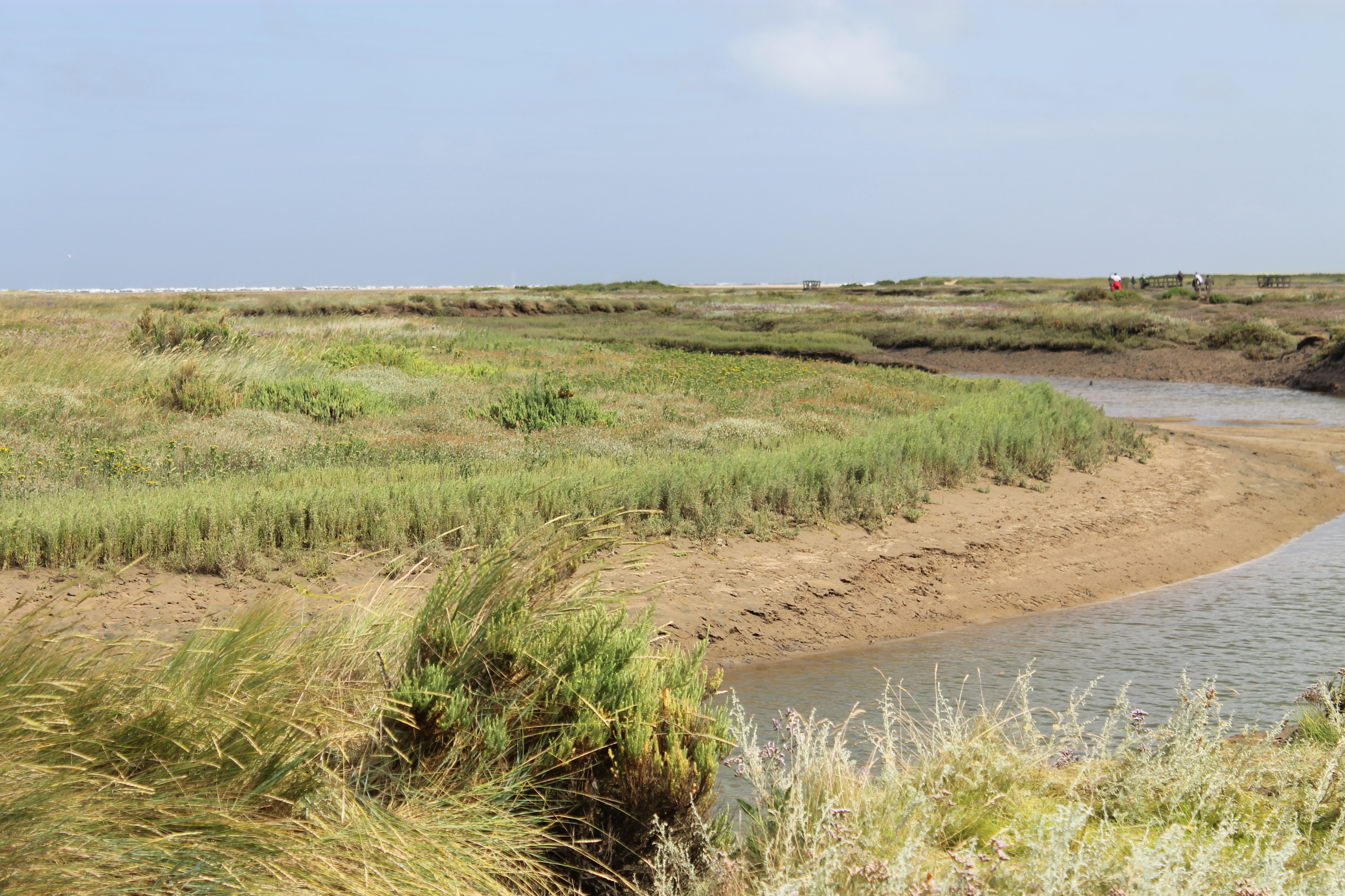 Stiffkey saltings