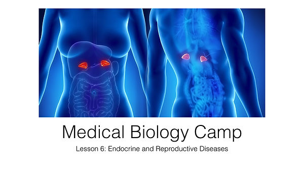 www.cambridgeei.com_MBCLesson6Endocrinea
