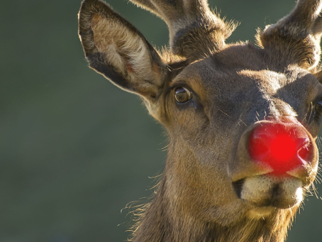 Kick out Rudolph
