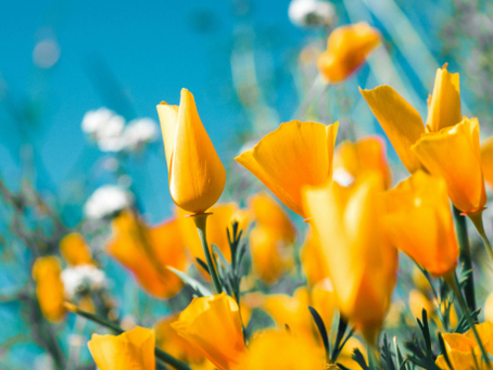 Lente