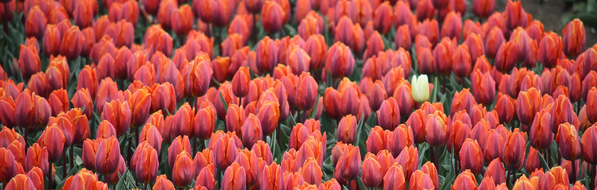 tullips-2414035_1920