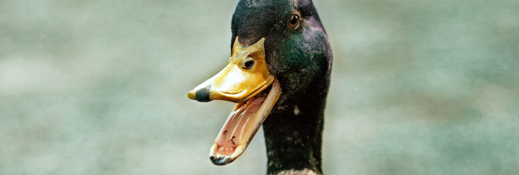 ree