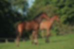 2016 RCF Foals