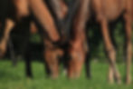 2016 RCF Foals