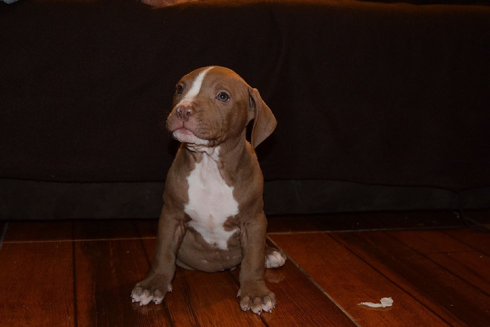 Pitbull