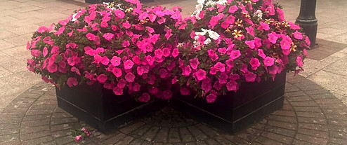Flower boxes in Rhosneigr, tended to by Scarlett's Fish & Chips