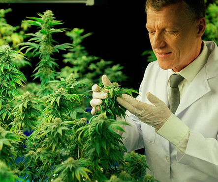 male-scientist-inspects-gratifying-leaves-cannabis-plant.jpg