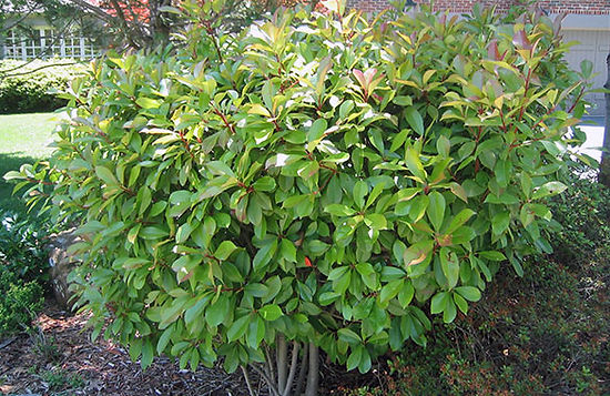 photinia-care.jpg
