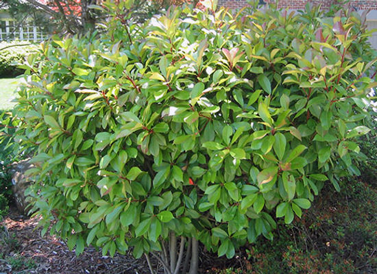 photinia-care.jpg