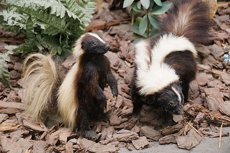 closeup-two-skunks-ground.jpg