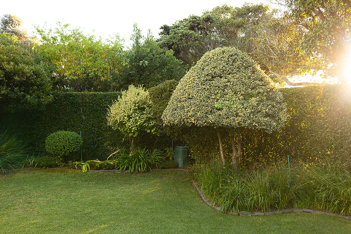 tree.jpg