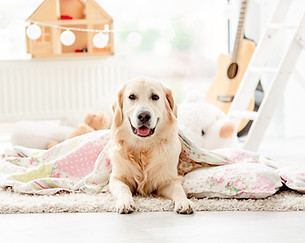 cute-golden-retriever-covered-with-blanket.jpg
