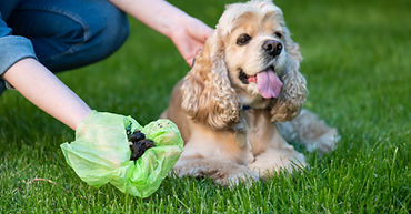 woman-clean-shit-after-cocker-spaniel-public-park.jpg