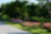 view-flowering-plants-garden.jpg