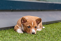 cute-basenji-dog-lying-green-floor-home.jpg