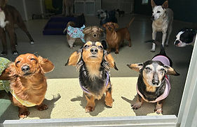 CW Weiner Group pic!_edited.jpg