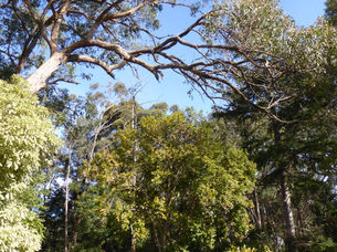 ロフテッド軌道なこの頃