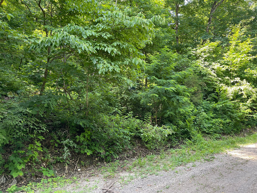 Thumbnail: Vacant Residential lot for sale 320-00710-000