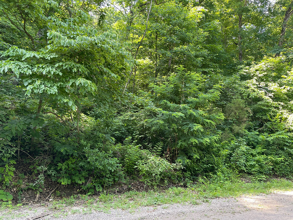 Thumbnail: Vacant Residential lot for sale 320-00710-000