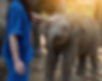 able ethical tourism elephants summer camp ecotourism
