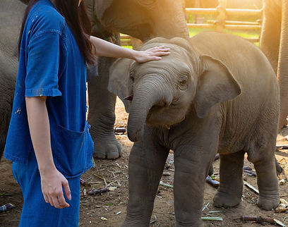able ethical tourism elephants summer ca