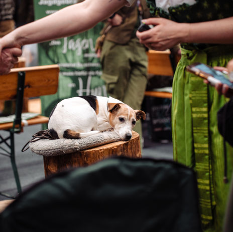 Ein Hund liegt zusammengerollt auf einem Baumstumpf in einer Messehalle. Event-Fotografie von der Kreativagentur FRB Media aus Wien.