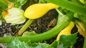 The role of Regenerative Agriculture in Enhancing Soil Health