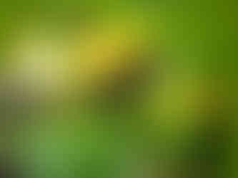 yellow zucchini growing on  a plant