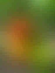 regenerativly grown tomatoes in various stages of ripnesss growing on a vine